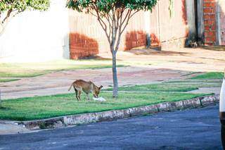 Morador de rua leva facada nas costas ao defender cachorro durante briga