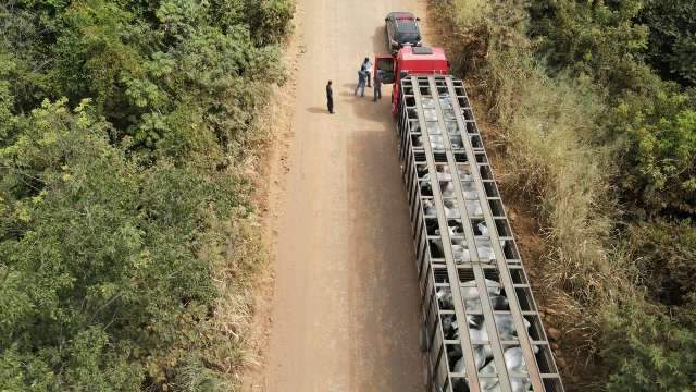 A&ccedil;&atilde;o contra abigeato come&ccedil;ou ap&oacute;s furto de 32 novilhas nelore