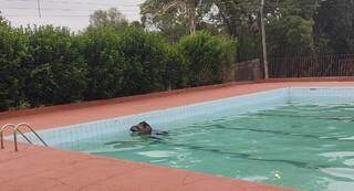 Anta mergulha em piscina, n&atilde;o consegue sair e precisa ser resgatada pela PMA