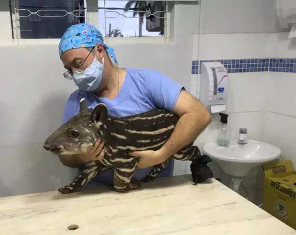 Filhote de anta &eacute; socorrido ap&oacute;s ser atingido por maquin&aacute;rio em fazenda