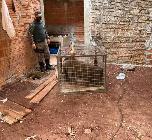 Tamandu&aacute;-bandeira invade casa e se abriga em banheiro