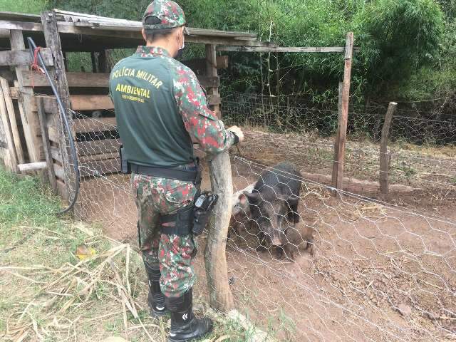 Propriet&aacute;rio rural &eacute; multado por cria&ccedil;&atilde;o ilegal de javali em ch&aacute;cara