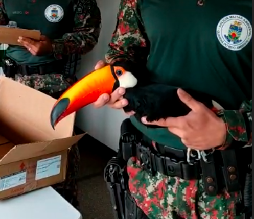 Tucano &eacute; resgatado na MS-382 ap&oacute;s ser atropelado