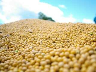 Mato Grosso do Sul bateu recorde de produção de soja. (Foto: Arquivo)
