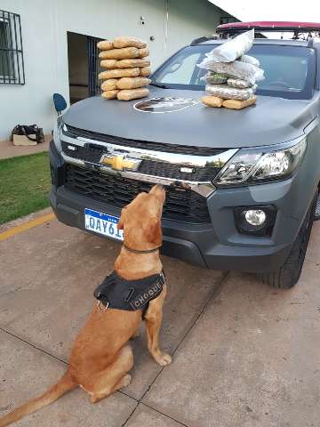 Traficante viaja mais de 2 mil quil&ocirc;metros para buscar supermaconha em MS