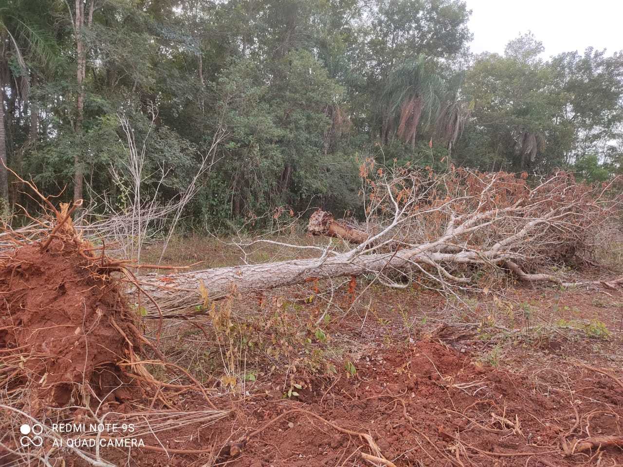 Agr Nomo Multado Em Mais De R Mil Por Derrubar Aroeira Sem