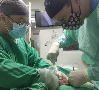 Filhote de anta passa por 2ª cirurgia (Foto: Divulgação/PMA)
