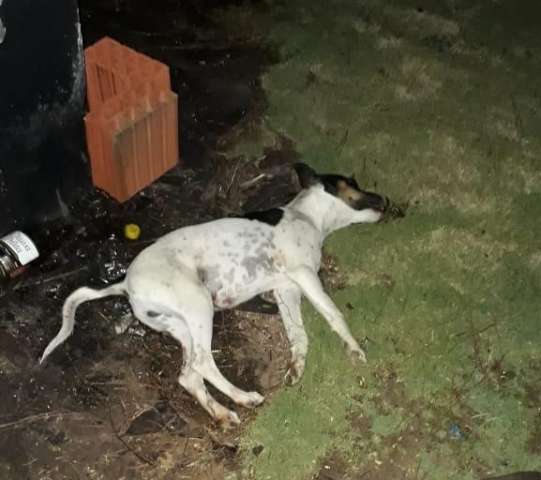 Homem mata cachorro a chutes para se vingar do irm&atilde;o