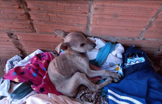 Mulher que abandonou 8 animais trancados em casa &eacute; multada em R$ 4 mil