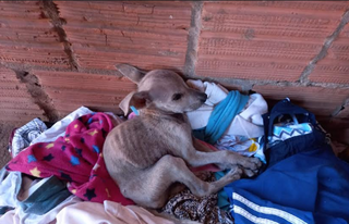 Debilitado, cachorro não aguentava nem levantar (Foto: divulgação / PMA)