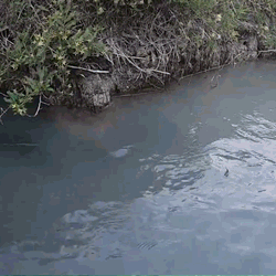 Mudança no leito do Rio Formoso pode ser causa de água turva mesmo sem chuva