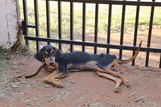 Vizinhos denunciam dono de bar por deixar c&atilde;o com pata quebrada, sem comida