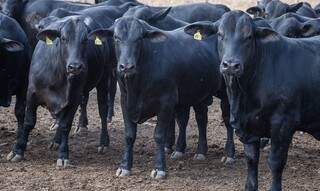 Foram abatidos 6,54 milhões de cabeças de bovinos sob inspeção sanitária.CNA/Wenderson Araujo/Trilux