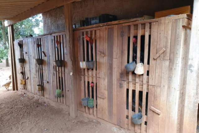 &quot;Rei do crime ambiental&quot; &eacute; preso com aves, galos de rinha e jacar&eacute; abatido 
