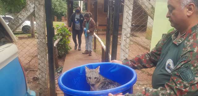 Lobinho ferido ap&oacute;s atropelamento &eacute; resgatado  na MS-080