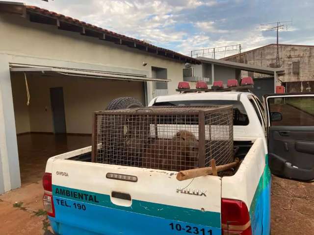 Capivara &eacute; capturada ap&oacute;s &ldquo;passear&rdquo; por espa&ccedil;o de motel 