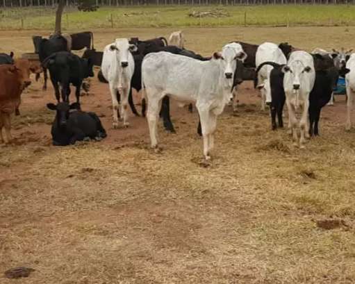 Quatro s&atilde;o presos em Aquidauana e Anhandu&iacute; por furto de gado