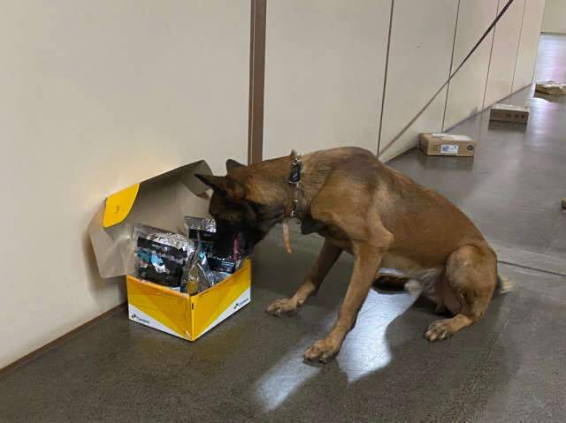 Nos Correios, c&atilde;es da PRF acham coca&iacute;na que iria para a Irlanda 