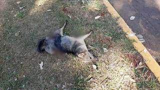 Animal morto na calçada da Via Parque após ser atropelado (Foto: Direto das Ruas)