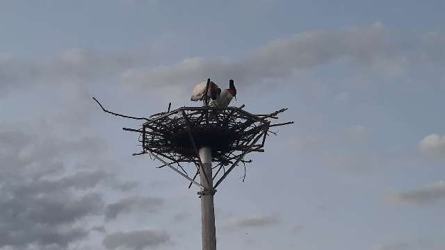 Ninho artificial de tuiui&uacute;s volta a exibir vida, com casal de aves