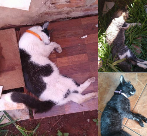 Gatos aparecem mortos com sinais de envenenamento em condom&iacute;nio 