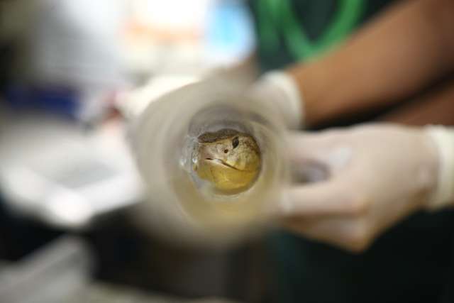 Com tanta serpente aparecendo por a&iacute;, biot&eacute;rio lan&ccedil;a &quot;disque resgate&quot;