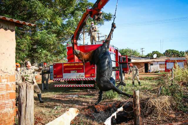 Cavalo cai em fossa e &eacute; salvo, sem ferimentos, por guincho dos bombeiros
