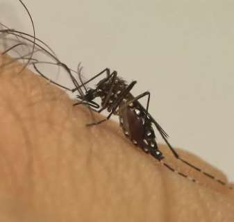 Em 1 semana, MS confirma morte e 400 casos de dengue