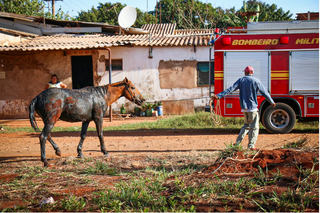 Cavalo ficou coberto por degetos da fossa (Foto: Henrique Kawaminami)