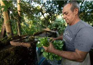 Carlos, um dos produtores de agrião em Campo Grande. (Foto: Arquivo/ André Bittar)