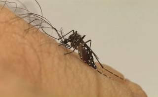 Mosquito aedes aegypti, vetor da dengue e de outras arboviroses (Foto: Reprodução/Fiocruz)