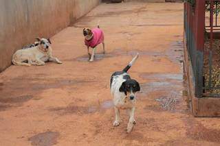 Animais de Mato Grosso do Sul poderão ter código de proteção e voluntários da causa podem ganhar dia no calendário oficial de MS (Foto Marcos Maluf / Arquivo)