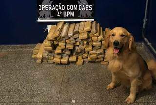 C&atilde;o policial encontra 99 tabletes de maconha enterrados ap&oacute;s fuga de traficante