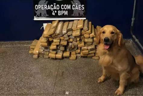 C&atilde;o policial encontra 99 tabletes de maconha enterrados ap&oacute;s fuga de traficante
