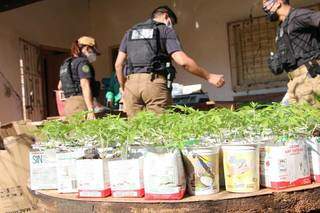Agentes da Senad durante buscas em hortas de cultivo legal de maconha (Foto: Divulgação)