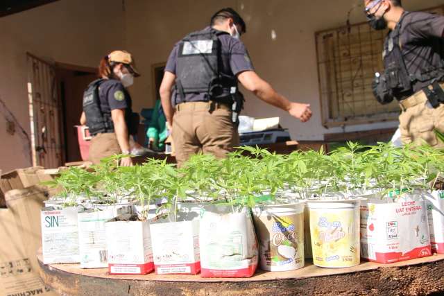 Pol&iacute;cia encontra droga ilegal em hortas de cultivo autorizado de maconha