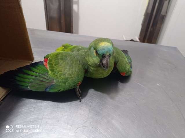 Pol&iacute;cia resgata papagaio e investiga envenenamento do animal 