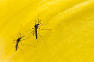 Aedes aegypti transmite dengue, zika e febre chikungunya. (Foto: Oxitec)
