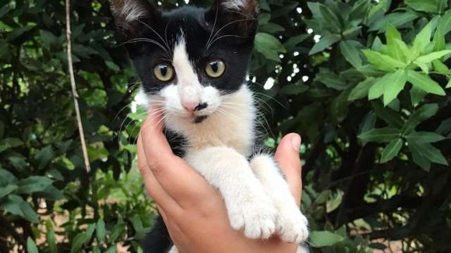 Prefeitura ir&aacute; realizar feira de ado&ccedil;&atilde;o com c&atilde;es e gatos no pr&oacute;ximo s&aacute;bado