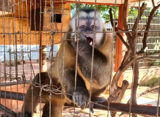 Macaco-prego foi apreendido em operação da PMA e do Ibama. (Foto: Divulgação/PMA)