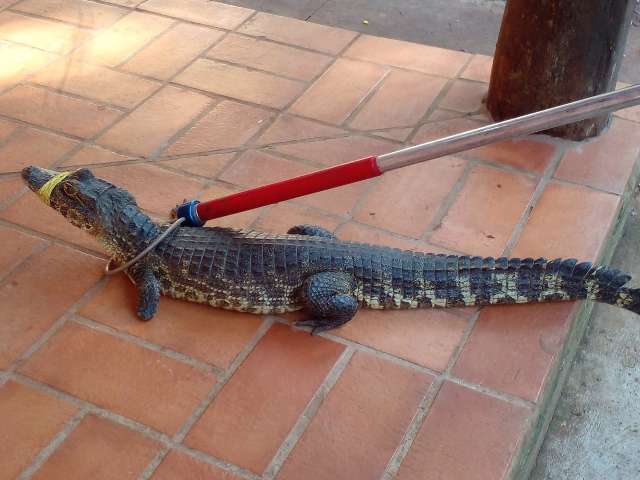 Jacar&eacute; amorda&ccedil;ado e com pata amputada &eacute; capturado em creche