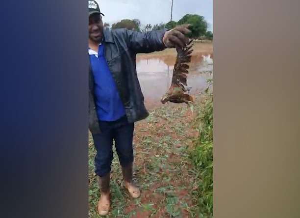 Temporal mata aves e pol&iacute;cia consegue resgatar quatro papagaios feridos 