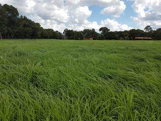 Área cultivada com sementes originais produzidas pelo grupo ERA (Foto: Divulgação)