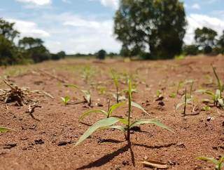 Germinação da semente produzida pelo grupo após alguns dias do plantio (Foto: Divulgação)