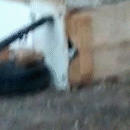 Moradora é presa em flagrante por manter cachorro preso em caixa