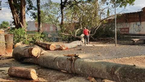 Moradores ficam surpresos com corte de árvores em praça na Vila Margarida