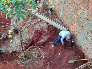 Pedreiro foi cuidadoso para retirar a mandioca inteira apesar dela ter crescido sobre a viga e em outro terreno (Foto Direto das Ruas)