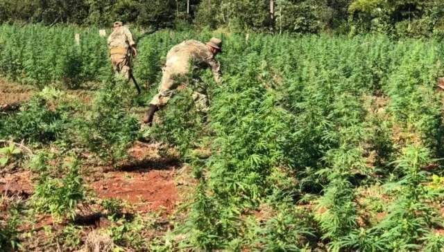 Opera&ccedil;&atilde;o na fronteira destr&oacute;i 80 hectares de planta&ccedil;&atilde;o de maconha 