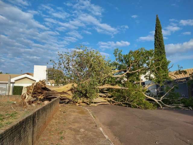 &Aacute;rvore tomba ap&oacute;s a ventania no Ch&aacute;cara Cachoeira e interdita rua