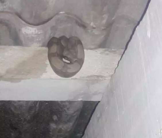 Morador encontra jiboia de um metro no telhado de casa em cidade de MS